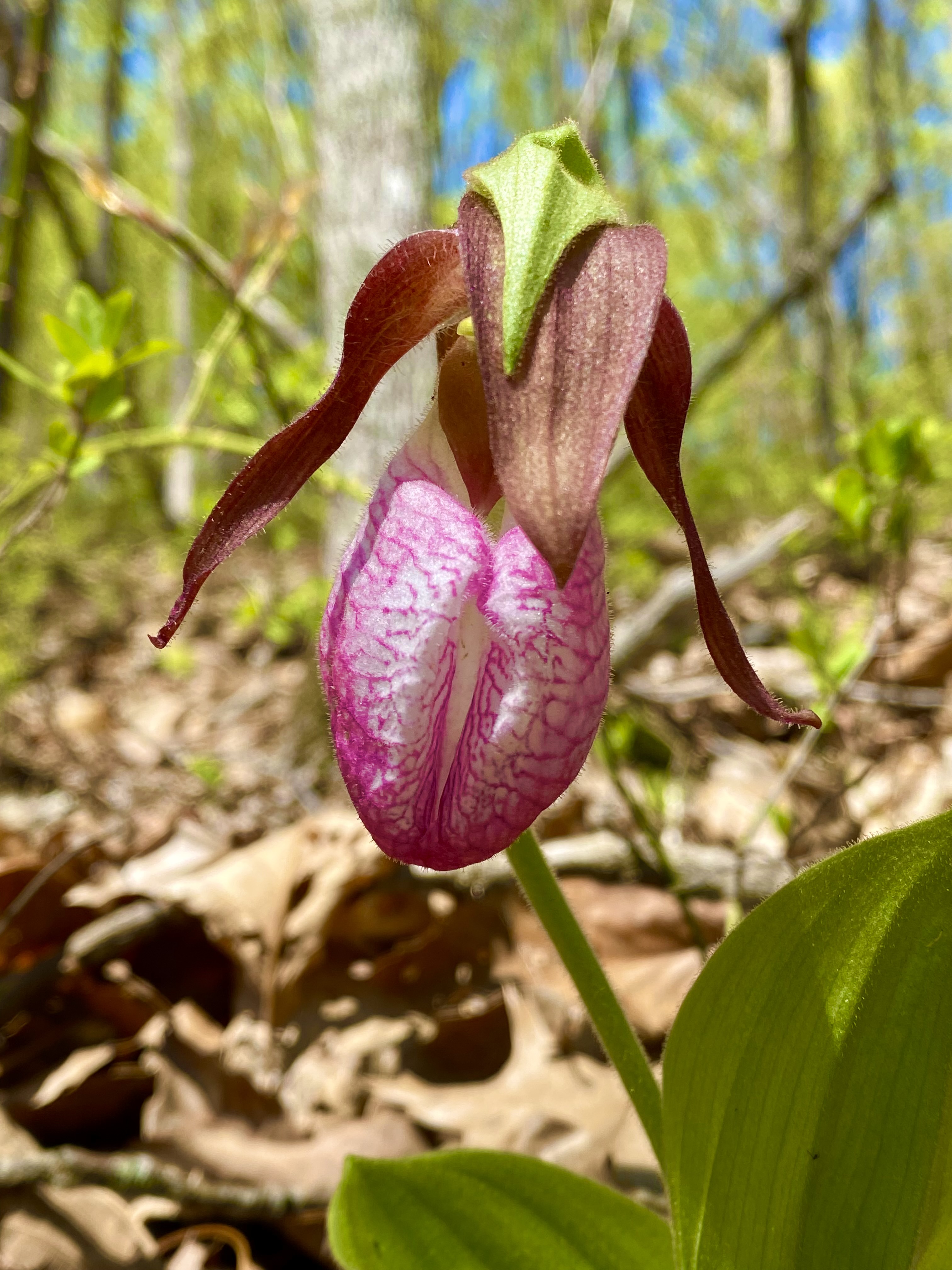 Pink Lady's-slipper: A Wildflower with a Dark Side | Historic
